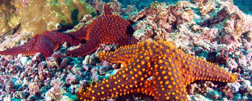 Starfish, Galapagos Islands