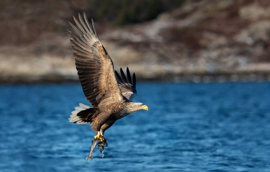 Sea eagle