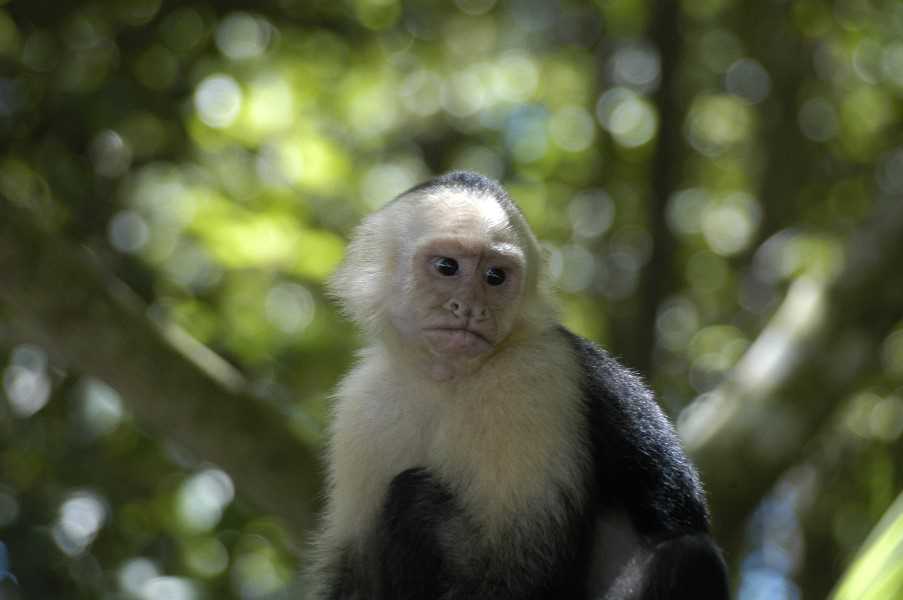 Wild monkey, Amazon Basin Ecuador