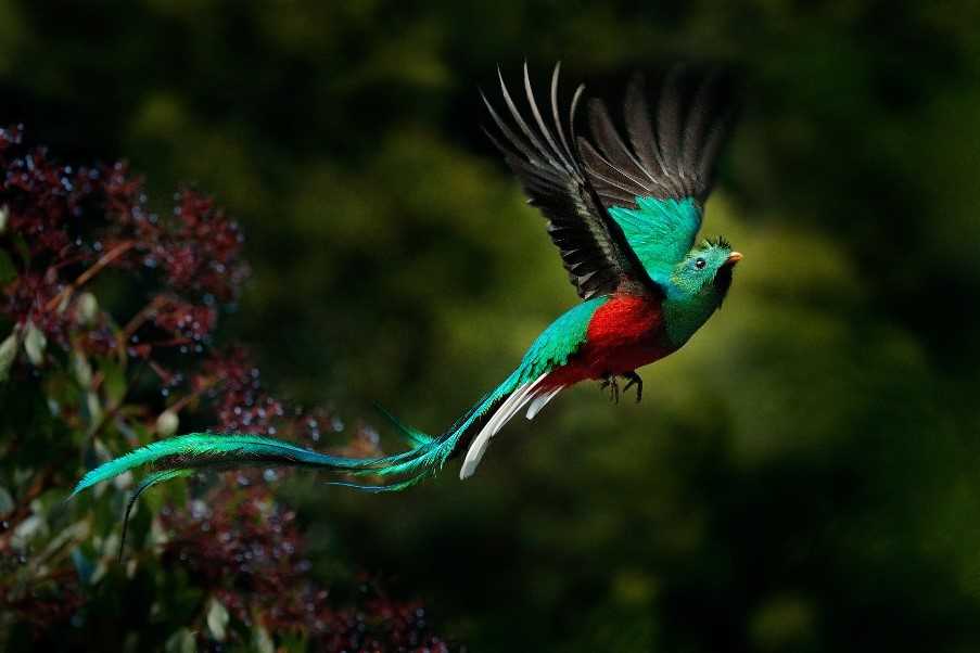 Resplendent Quetzal, San Gerardo de Dota