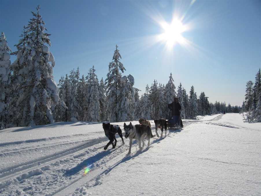 Dog Sledding