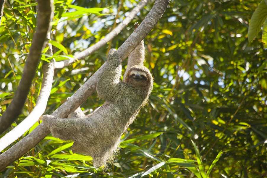 Sloth, Manuel Antonio National Park