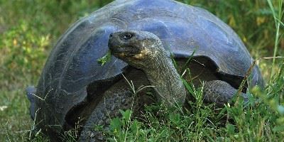 Tortoise, Galapagos