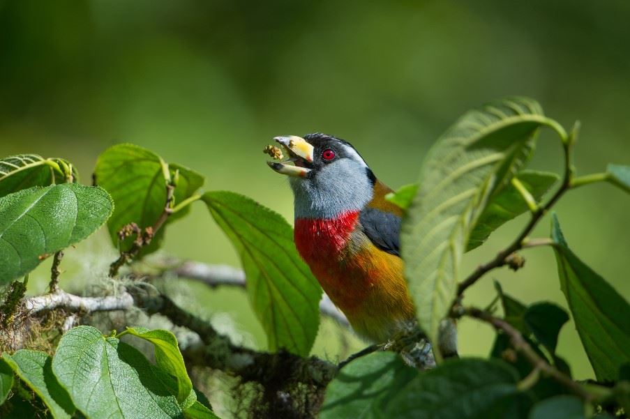 Toucan Barbet, Ecuador