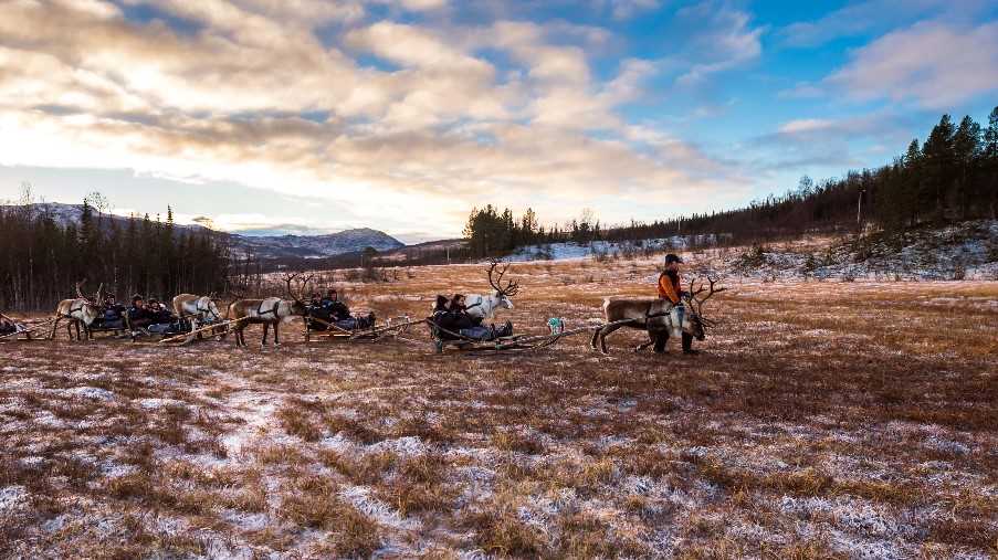 Reindeer trekking with Sami