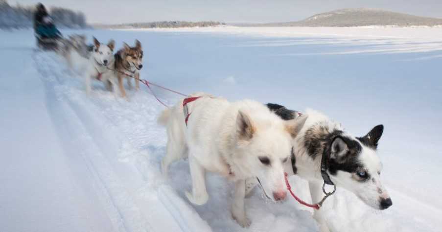 husky rides