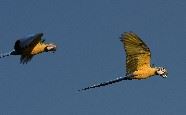 Macaws, Brazil 