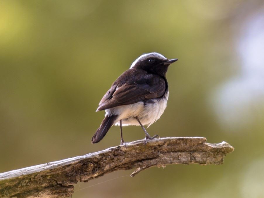 Cyprus wheatear