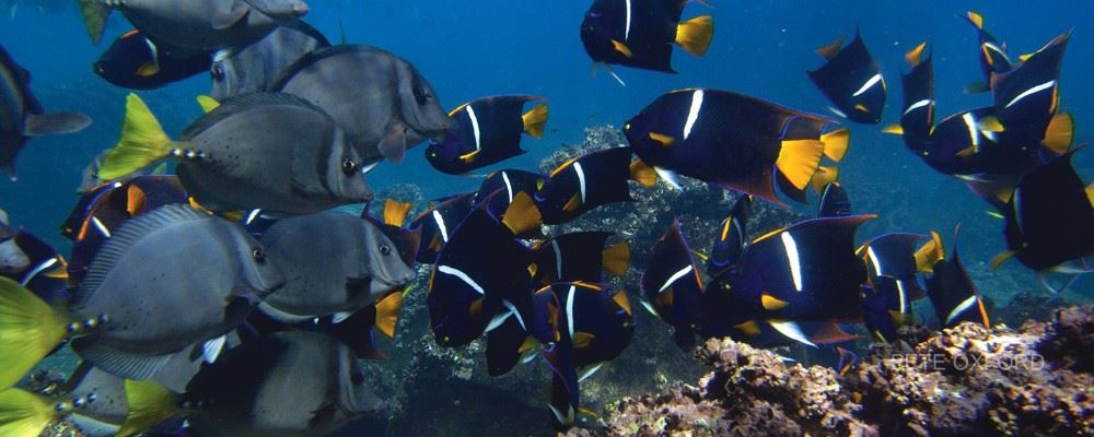 The unique wonders of the Galapagos Islands