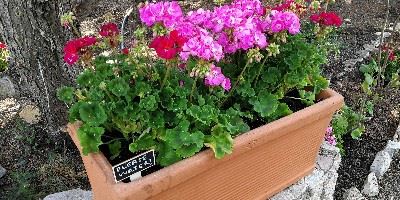 Newly planted geraniums