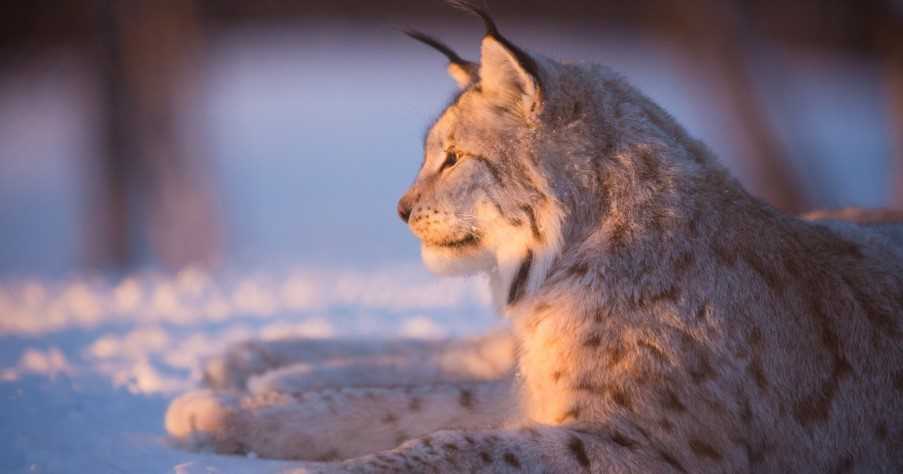 Lynx rests in the sunset
