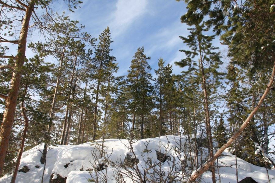 Forest, Swedish Lapland