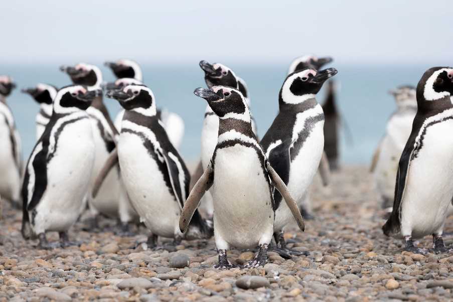 Magellanic penguins