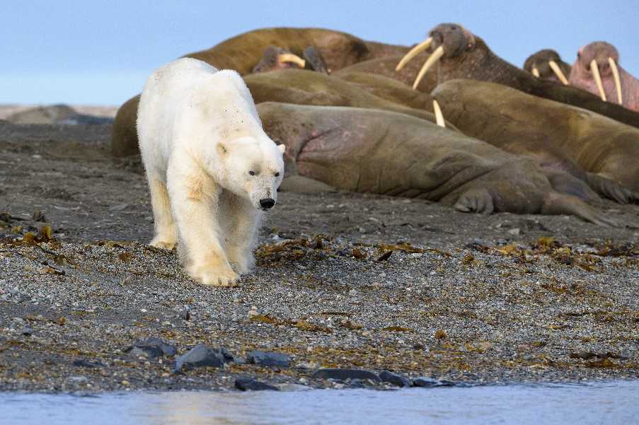Polar bear and walrus, Svalbard archipelago