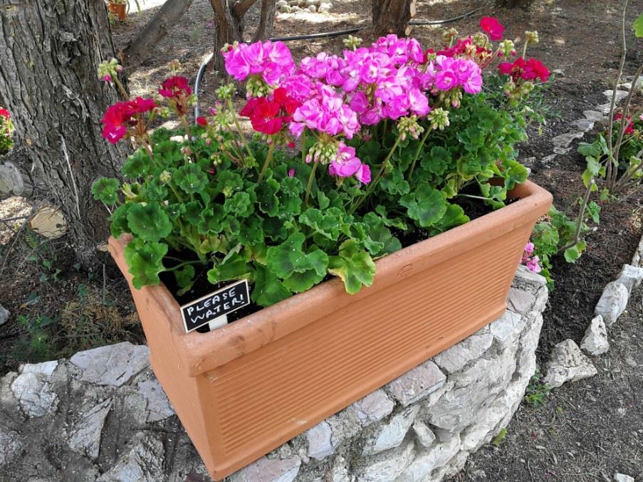 Newly planted geraniums