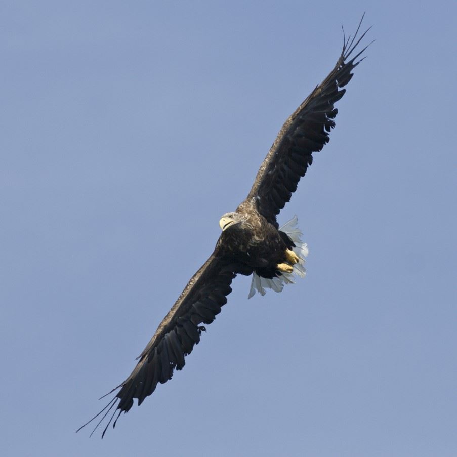 White Tailed Eagle