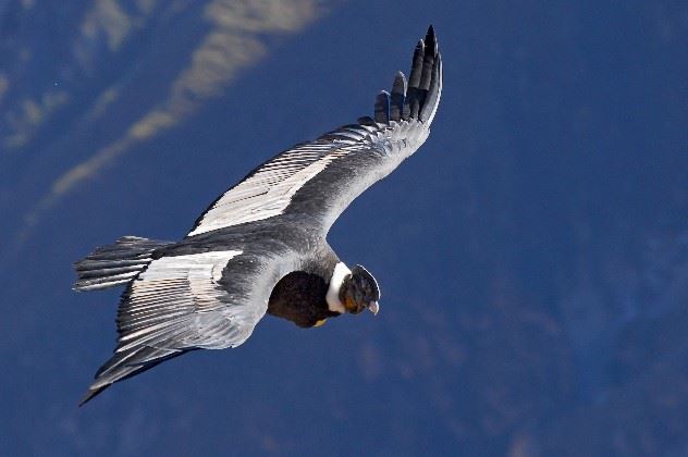 Condor, Peru