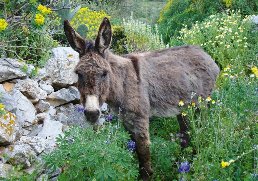 Donkey in Amorgos