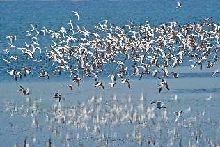 Arctic Terns