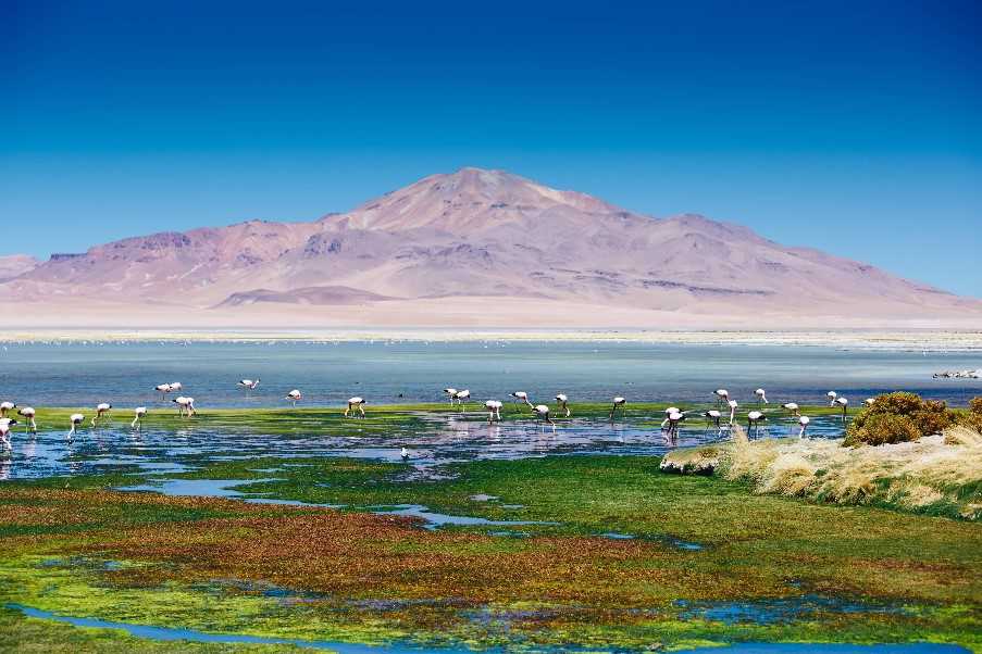 Pink flamingoes, San Pedro de Atacama, Chile