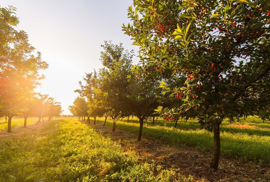 Cherry orchard