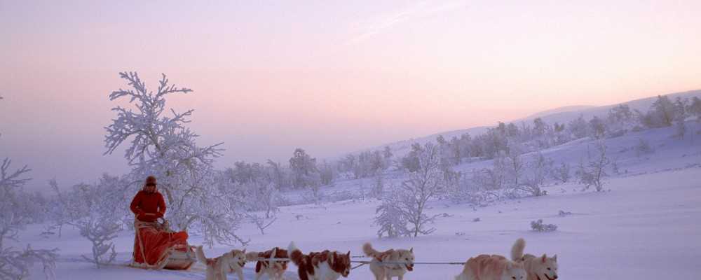 Dog-sledding, Tromso