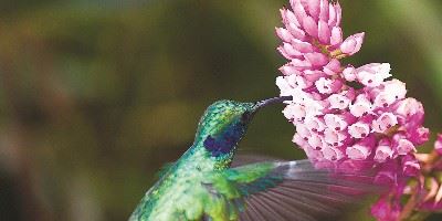 Hummingbird, Costa Rica