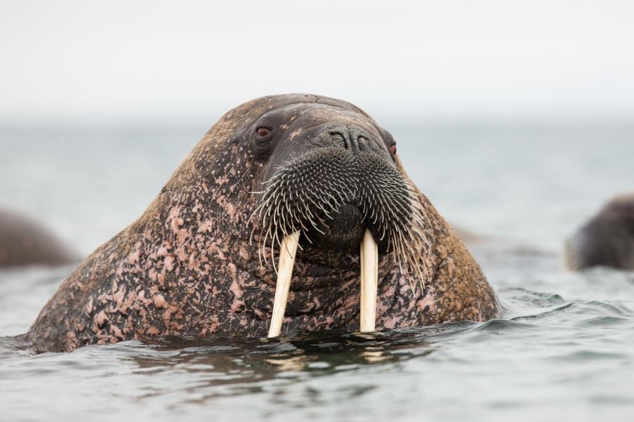 Walrus, Svalbard, Norway