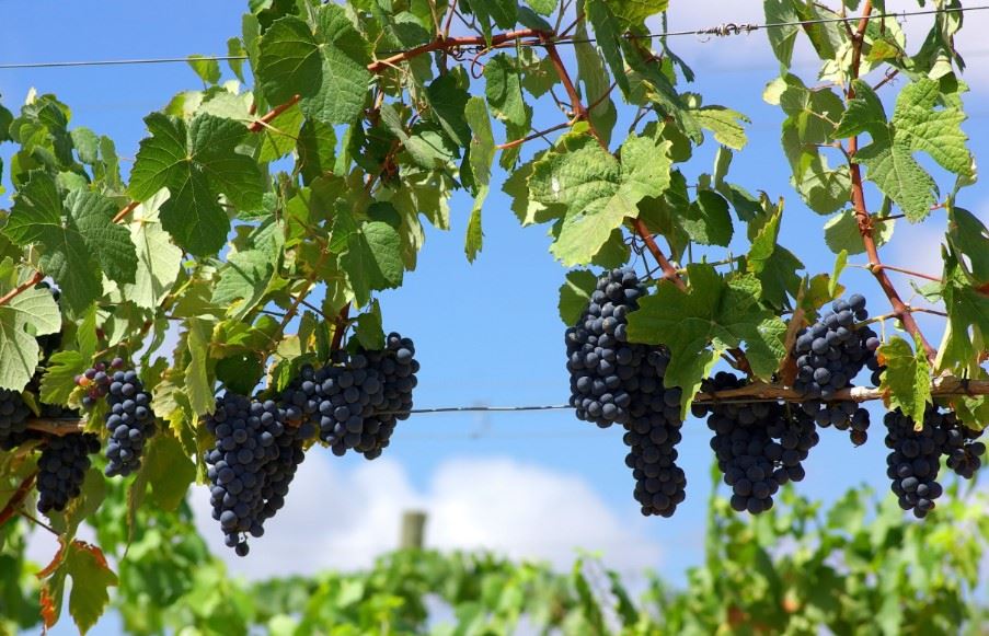 Tuscan vines