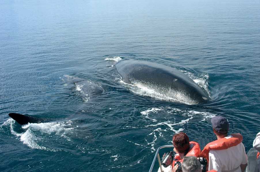 Whale and dolphin watching