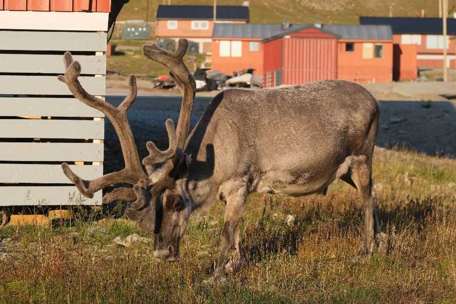 Reindeer in the heart of Longyearbyen, Svalbard
