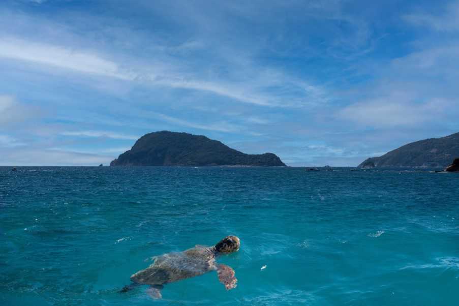 Caretta Caretta sea turtle