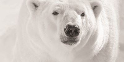 Polar bear