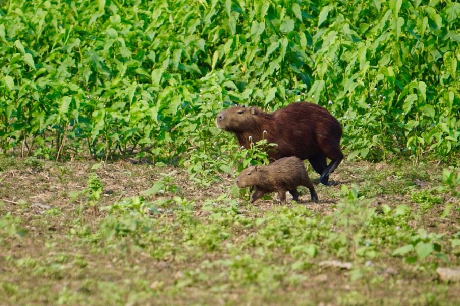 Capybara