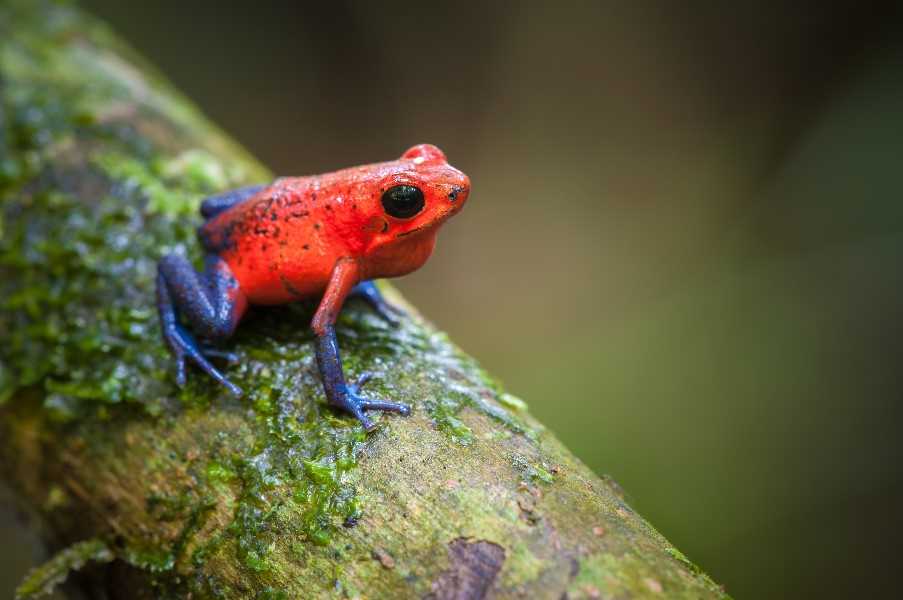 Strawberry Poison-Dart Frog, La Selva Biological Station