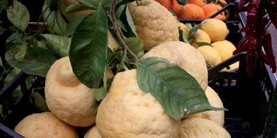 Italian lemons, Sorrento, Campania, Italy