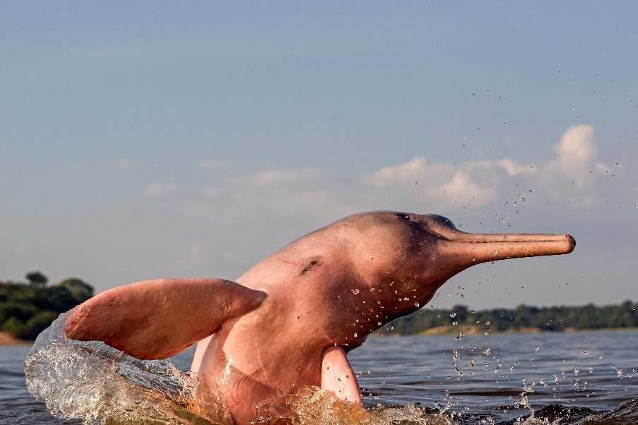 Pink river dolphins, Brazilian Amazon