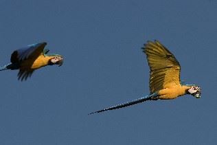 Macaws, Brazil 