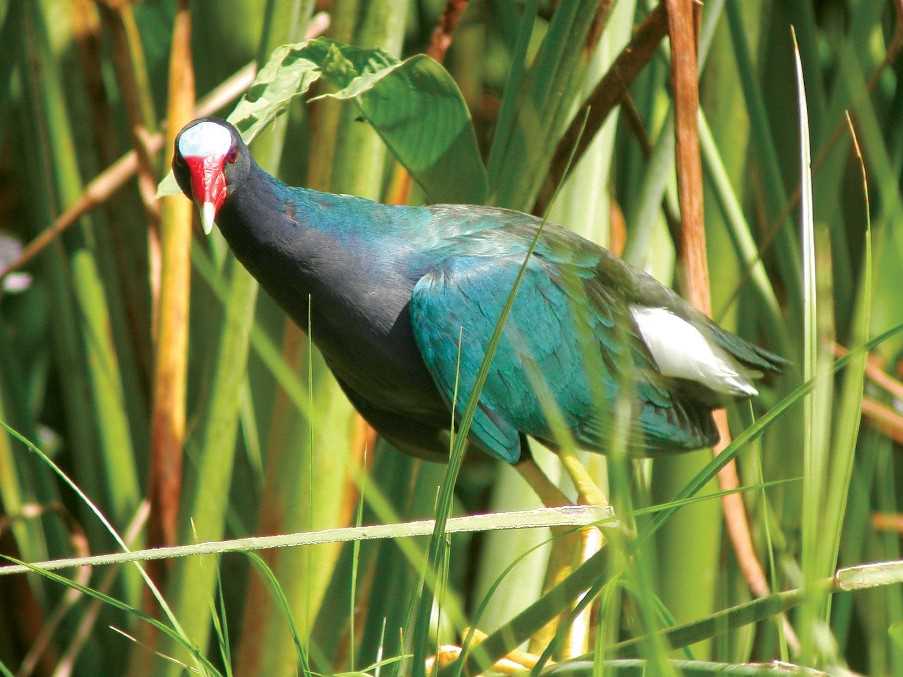Bird watching tour, Corcovado National Park