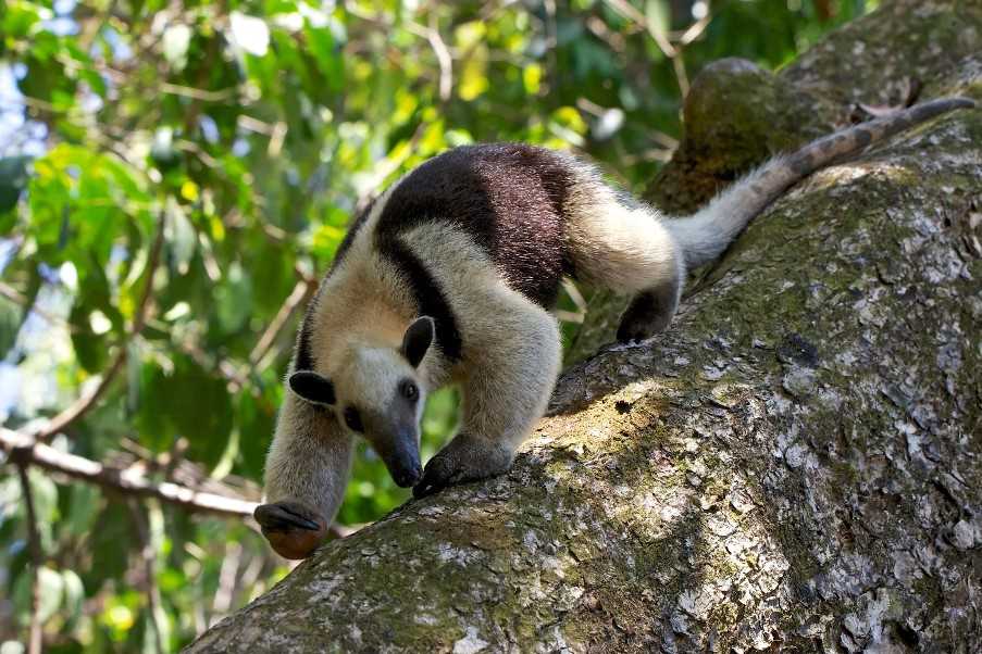 Anteater, Corcovado National Park
