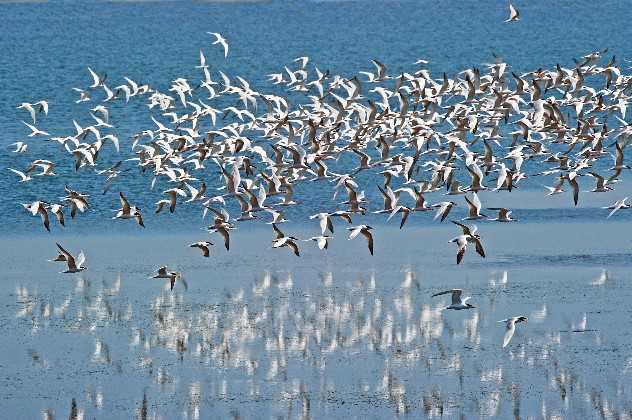Arctic Terns