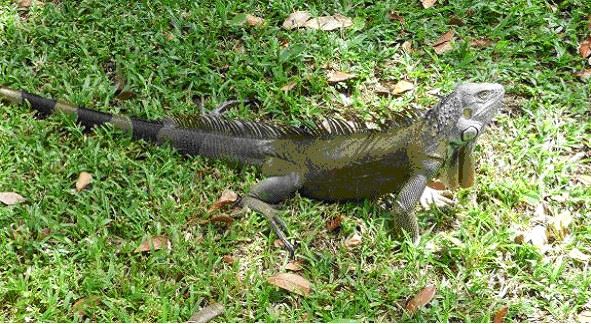 Green Iguana 2