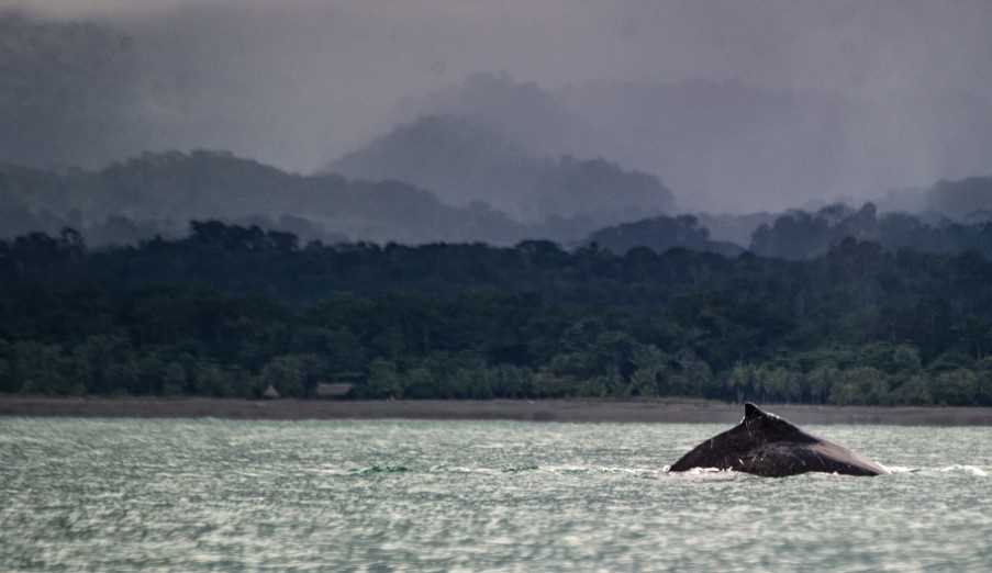 Golfo Duce humpback whale