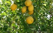 Sicilian lemons