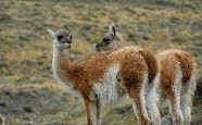 Llamas, Chile