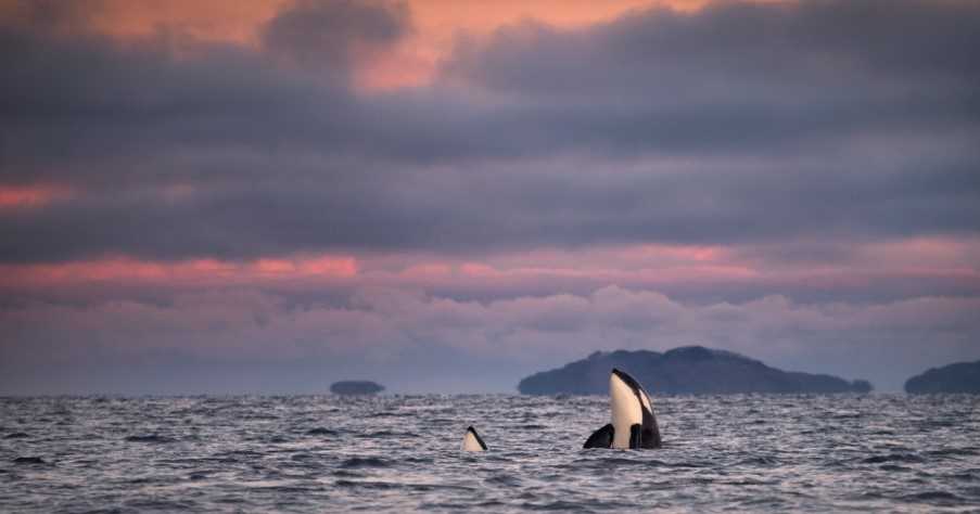 Orcas, killer whales spy hopping, Skjervøy, Troms, Norway
