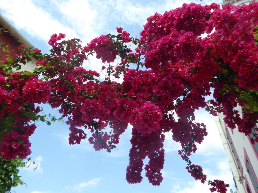 Bougainvillea in Fiscardo