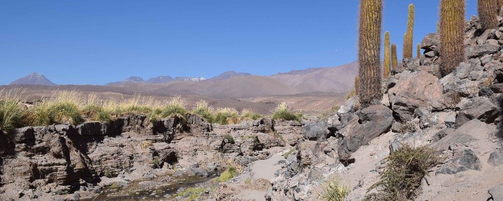 Cactus trail, Atacama desert, Chile