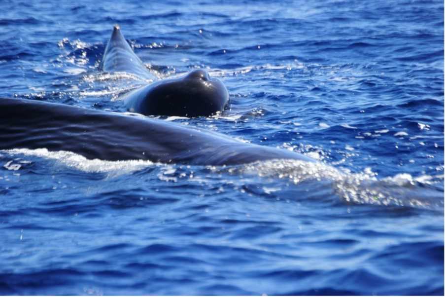 Sperm whales off Faial