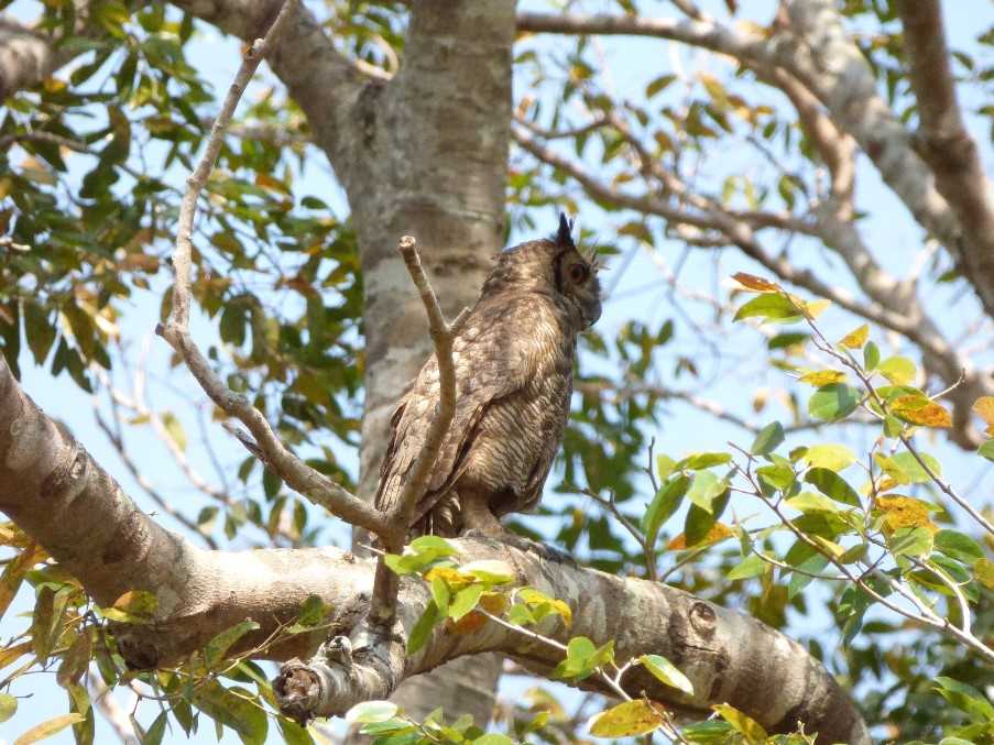 Northern Pantanal Cruise